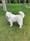 En hvid pelset hund
