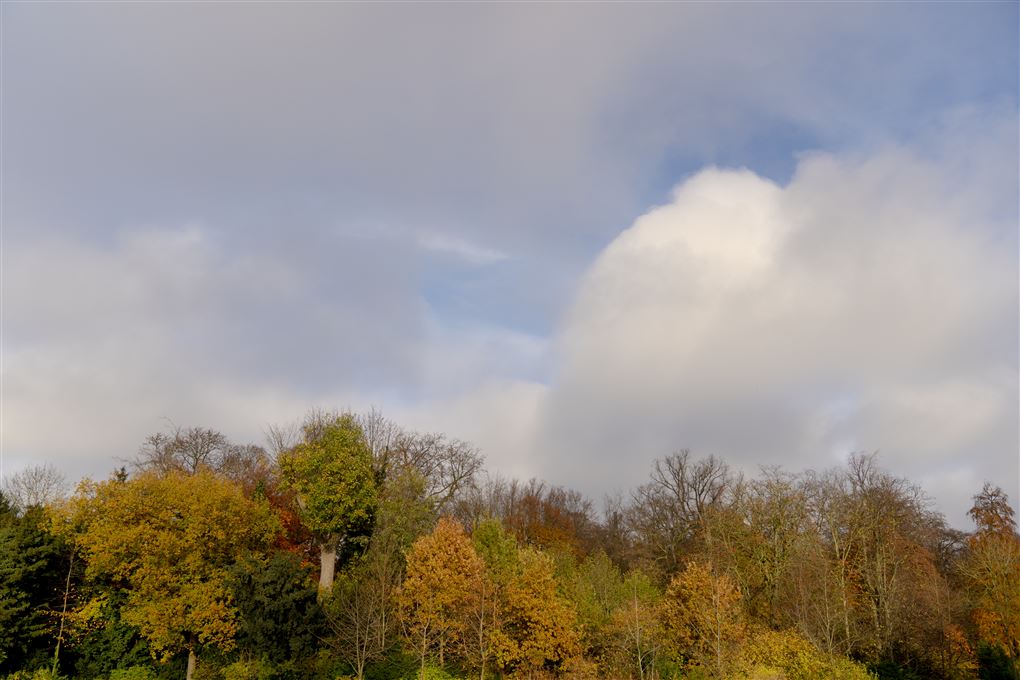 efterårsfarvet skov