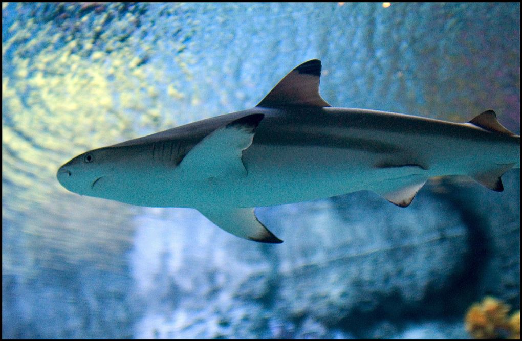 billede af en haj
