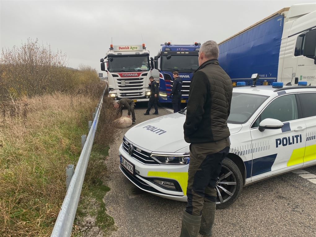 En død gris på motorvejen