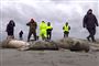 døde sæler på strand