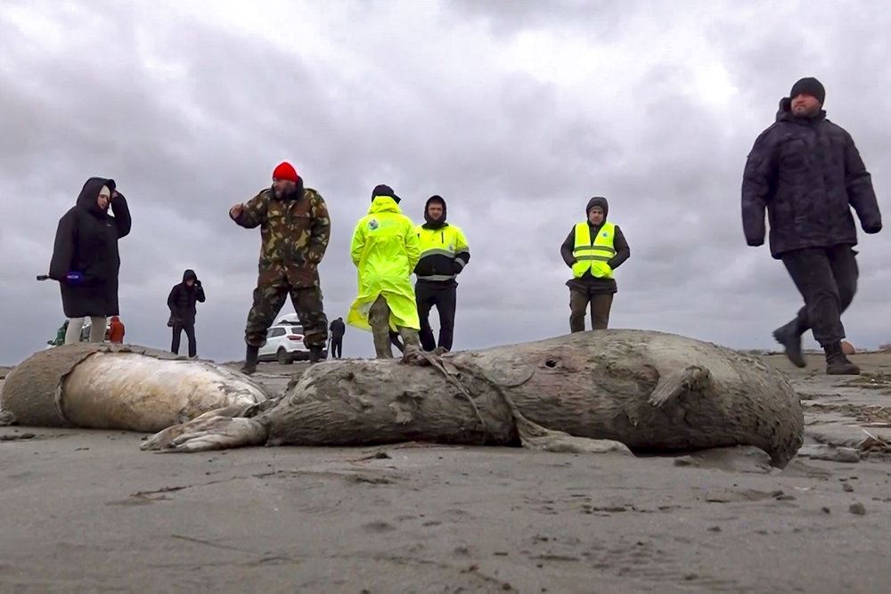 døde sæler på strand