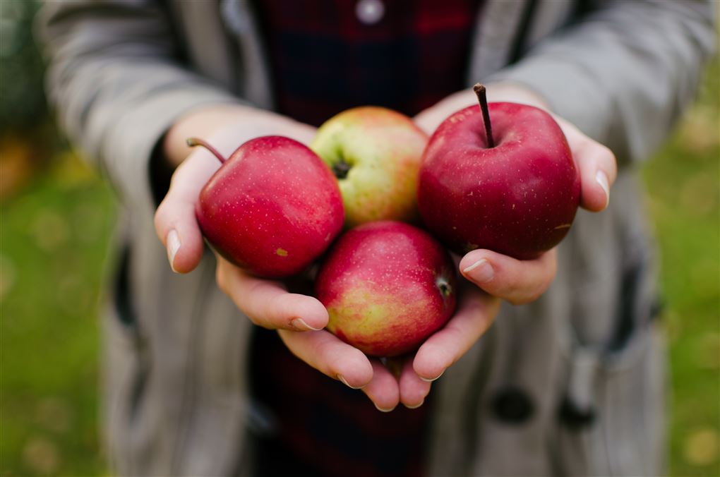 En håndfuld af æbler.