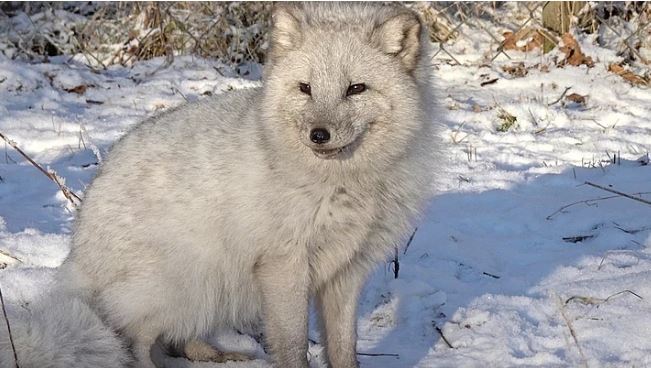 polarræv sidder i sne 