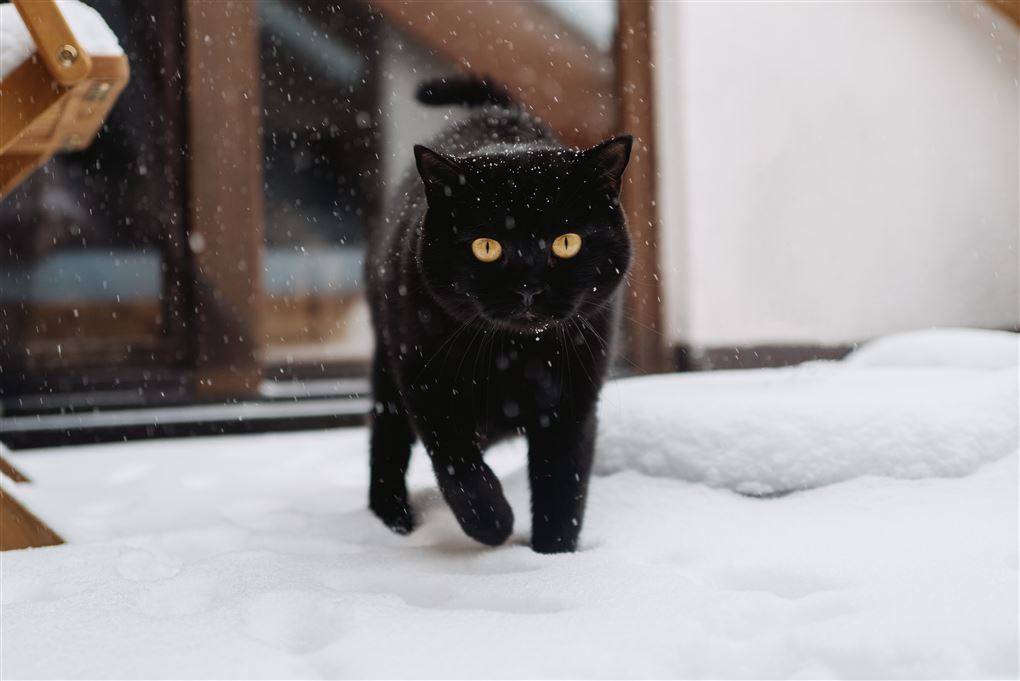 sort kat i sneen