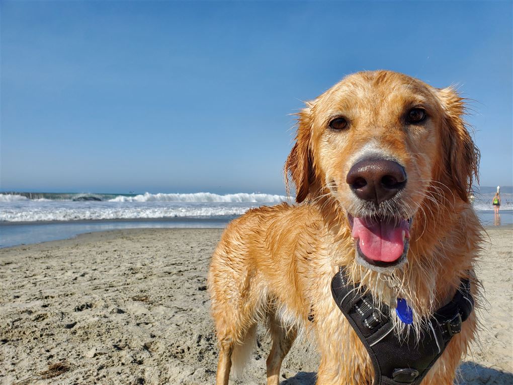 hund på strand