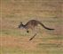 Kænguru i fart