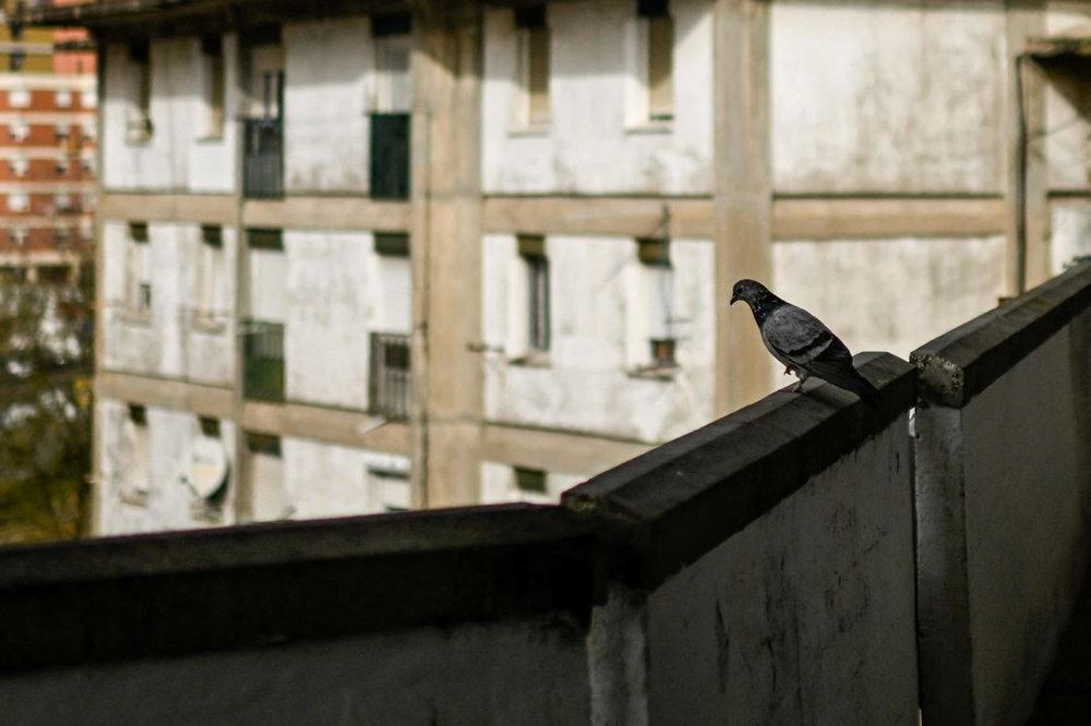 En due på en bygning