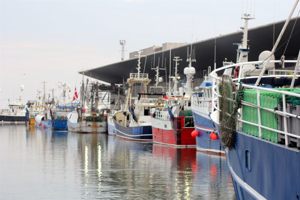 mange fiskekuttere i havnen