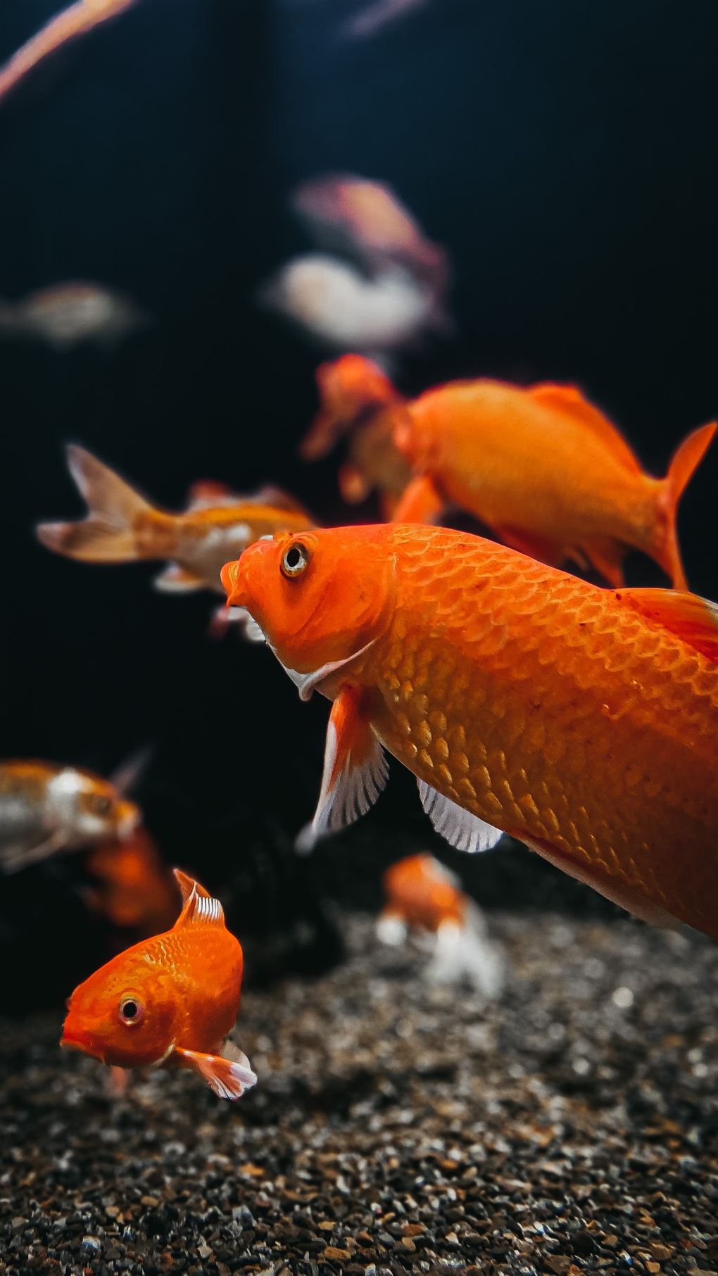 En masse guldfisk fotograferet under vand