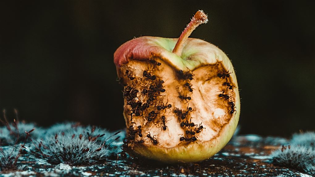 myrer på et æble