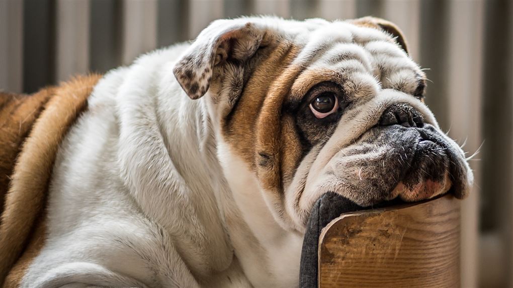 Flad snude giver risiko for søvnapnø og dårligt helbred hos hunde 