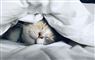En kat under en dyne
