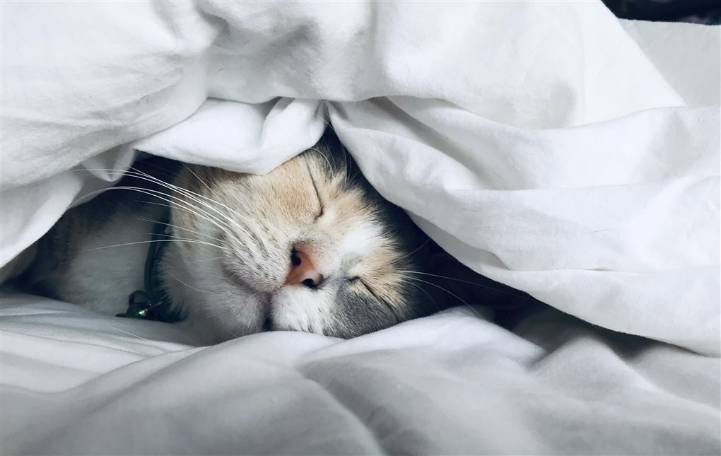 En kat under en dyne