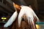 hest