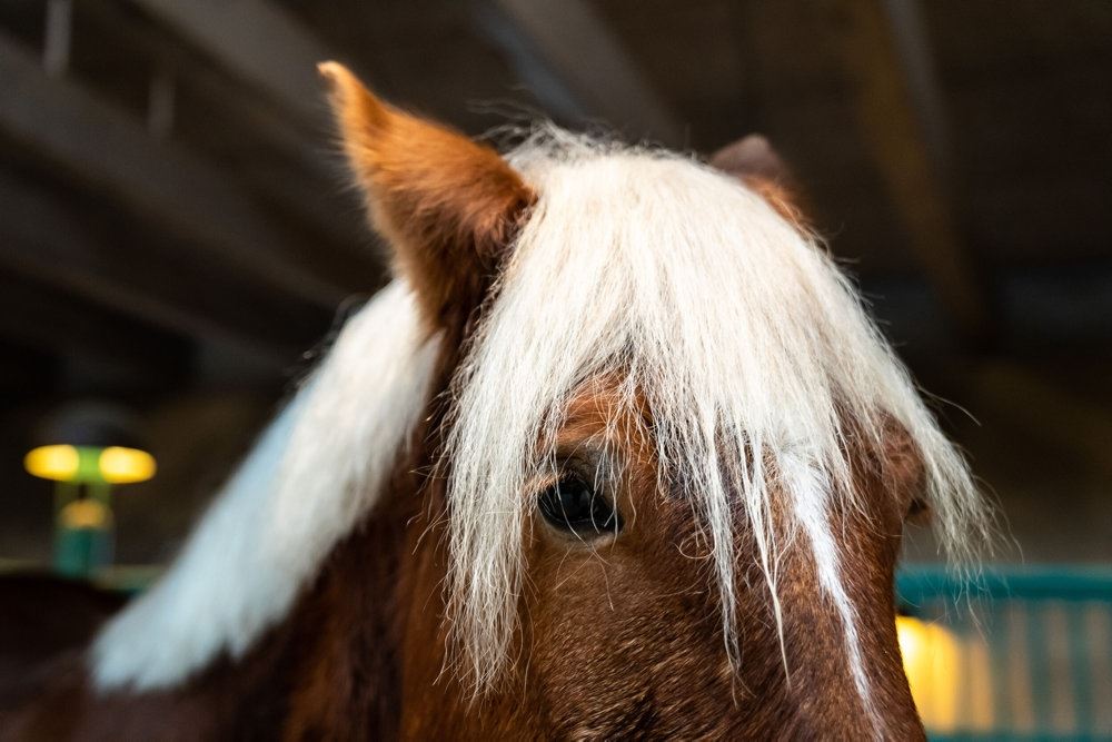 hest