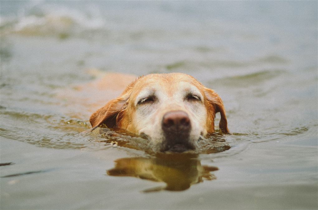 hund svømmer