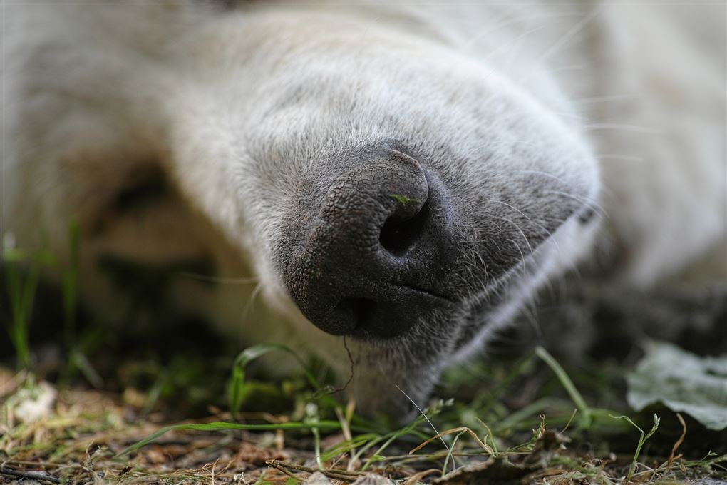 en hund