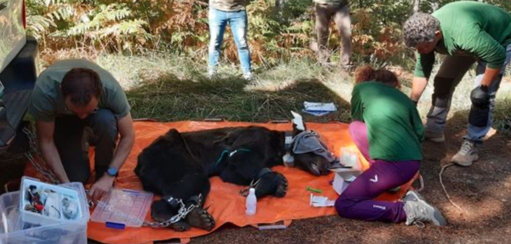 En bjørn sover på et tæppe