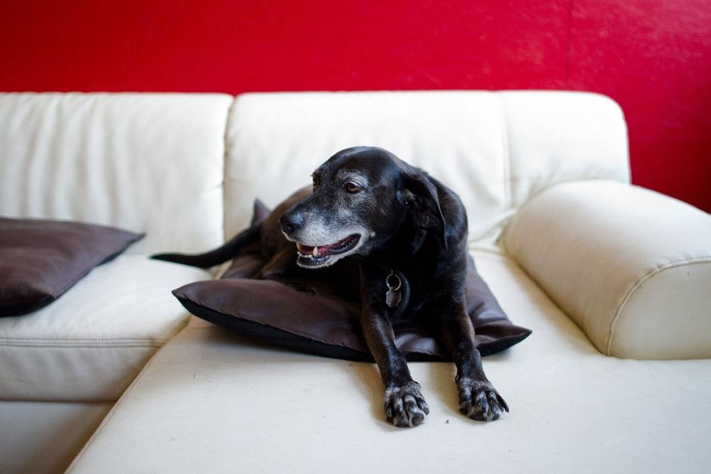 En hund i en sofa