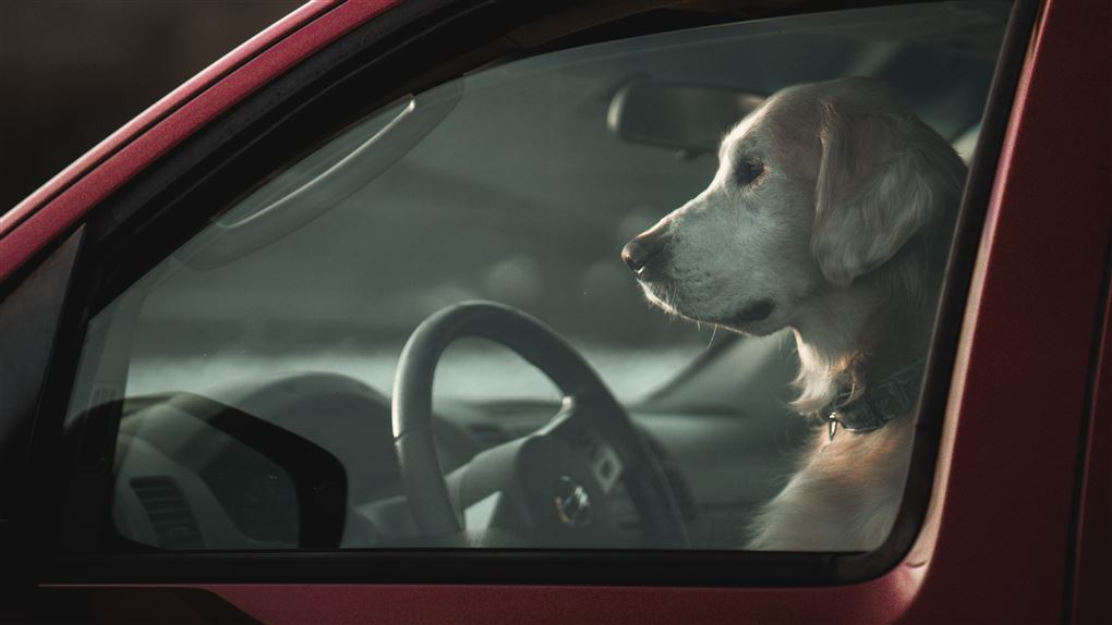 en hund i en bil