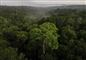 Luftfoto af Amazonas