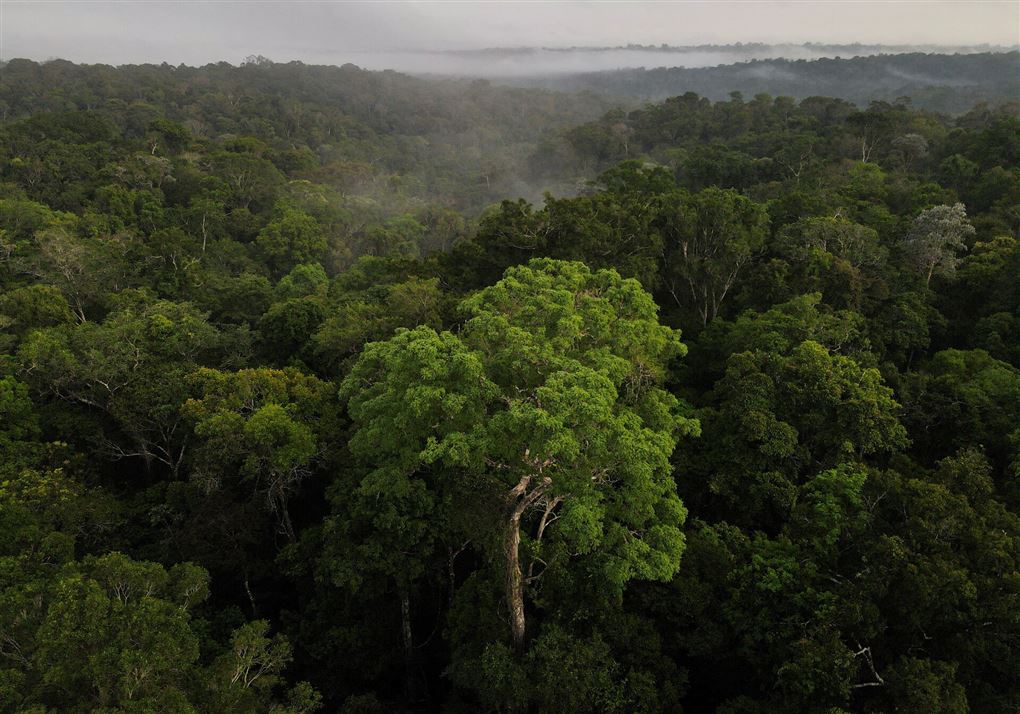 Luftfoto af Amazonas