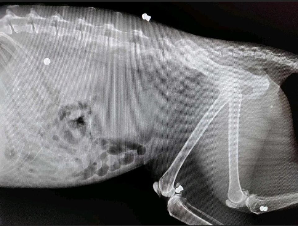 Røntgenbillede af en kat med skudsår