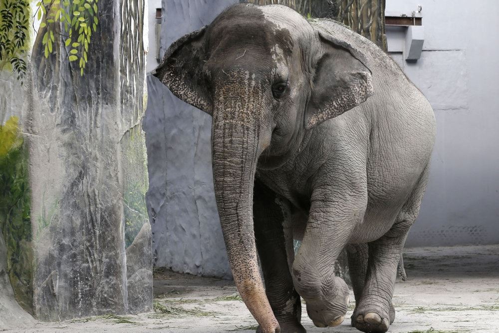 elefant