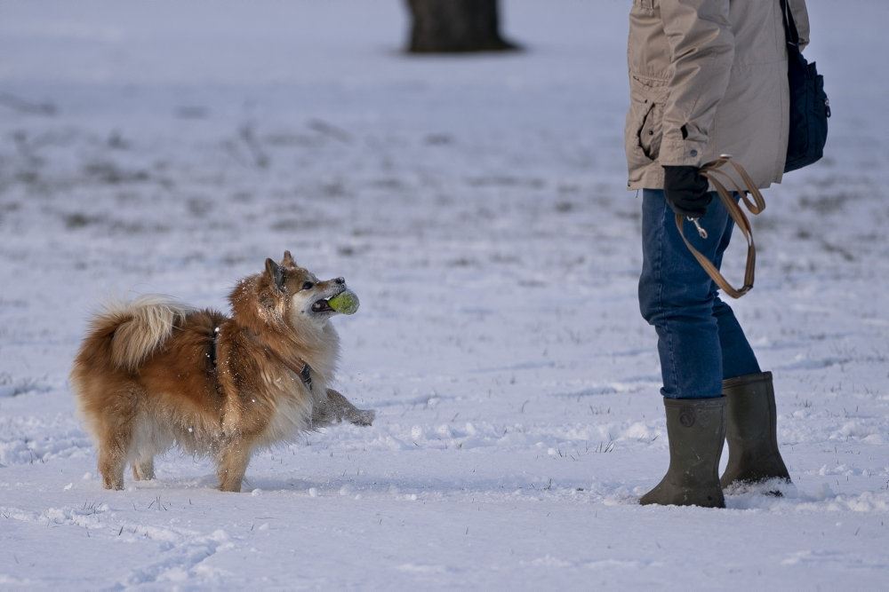mand og hund i sneen