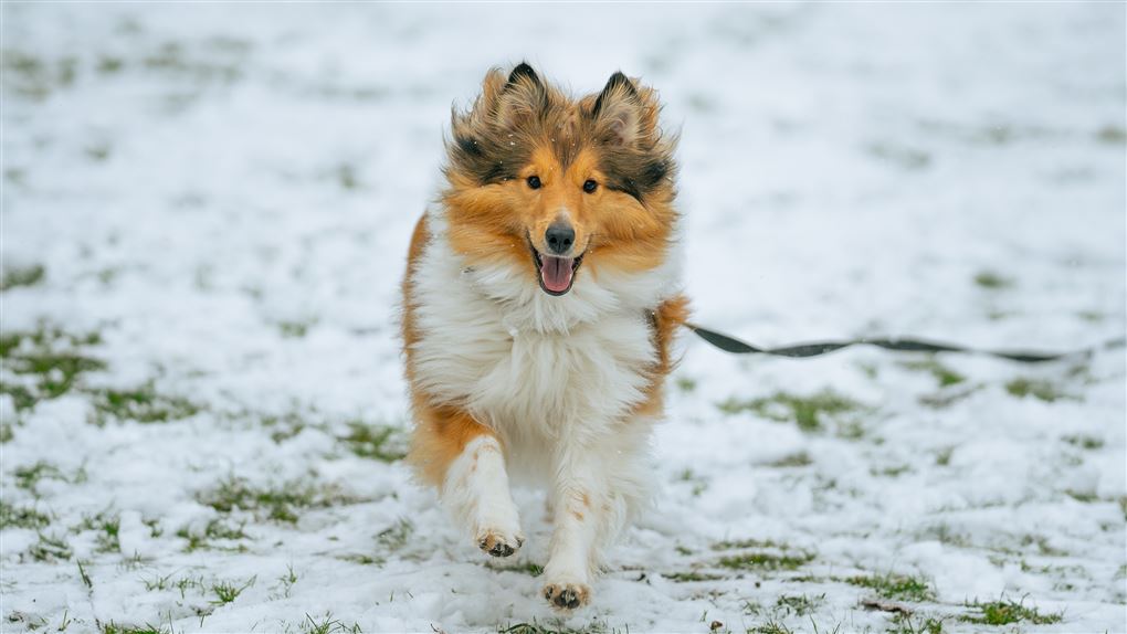 en hund går tur i sneen