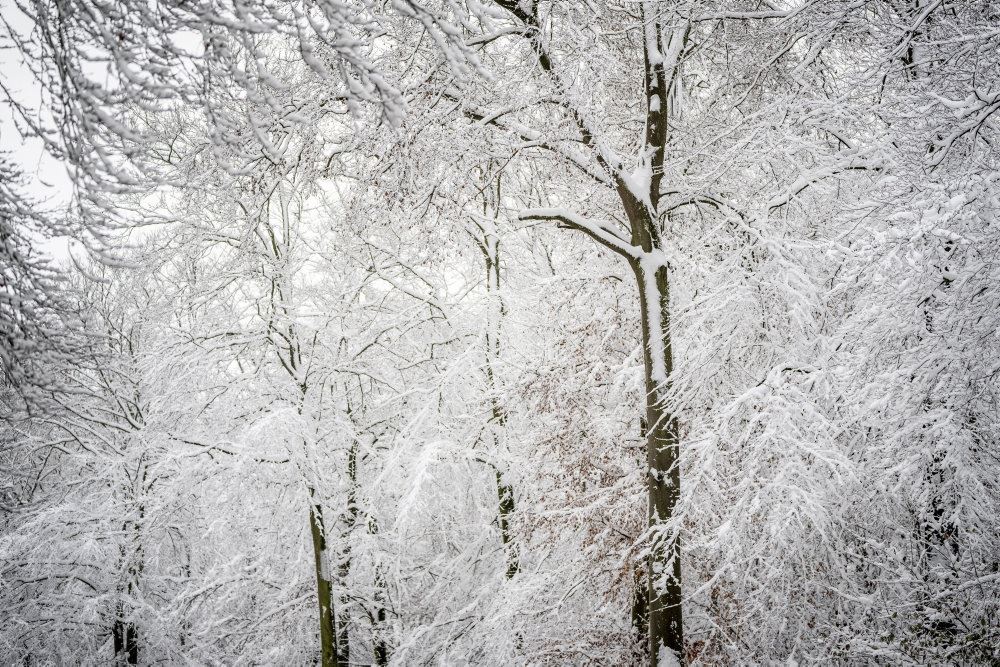 snedækkede træer i en skov