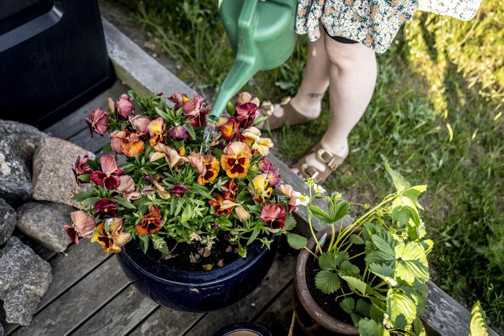krukke med blomster