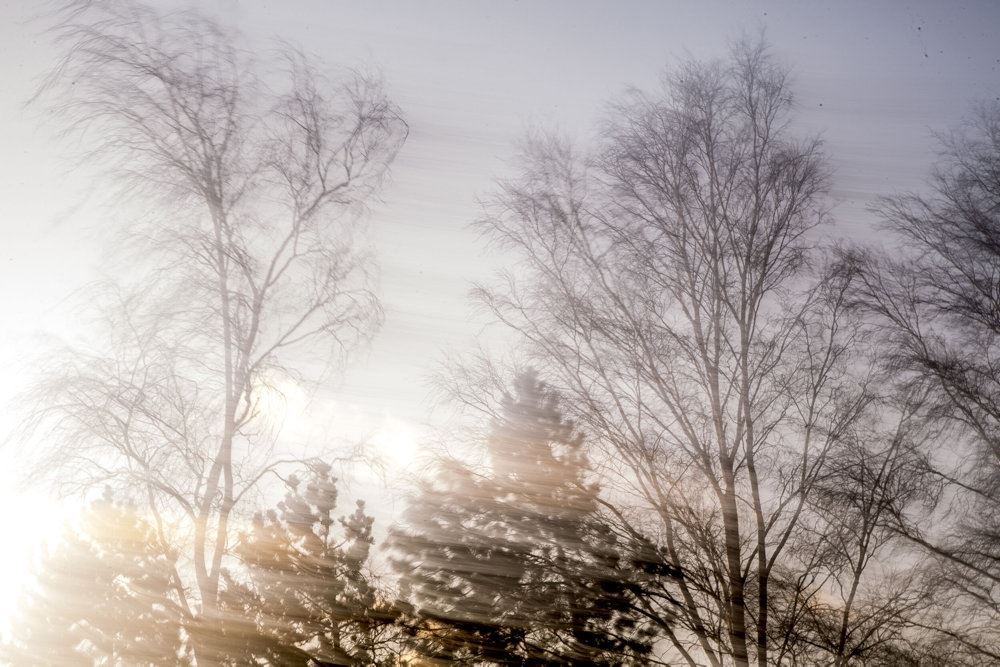 træer i skov