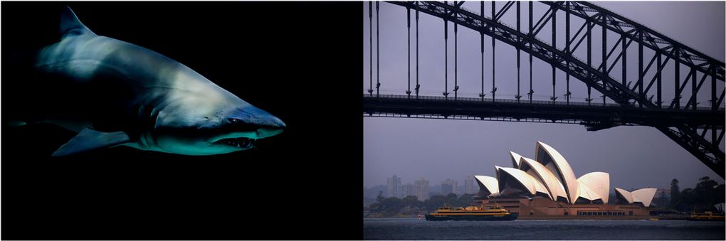 En haj og Sydney Operahus