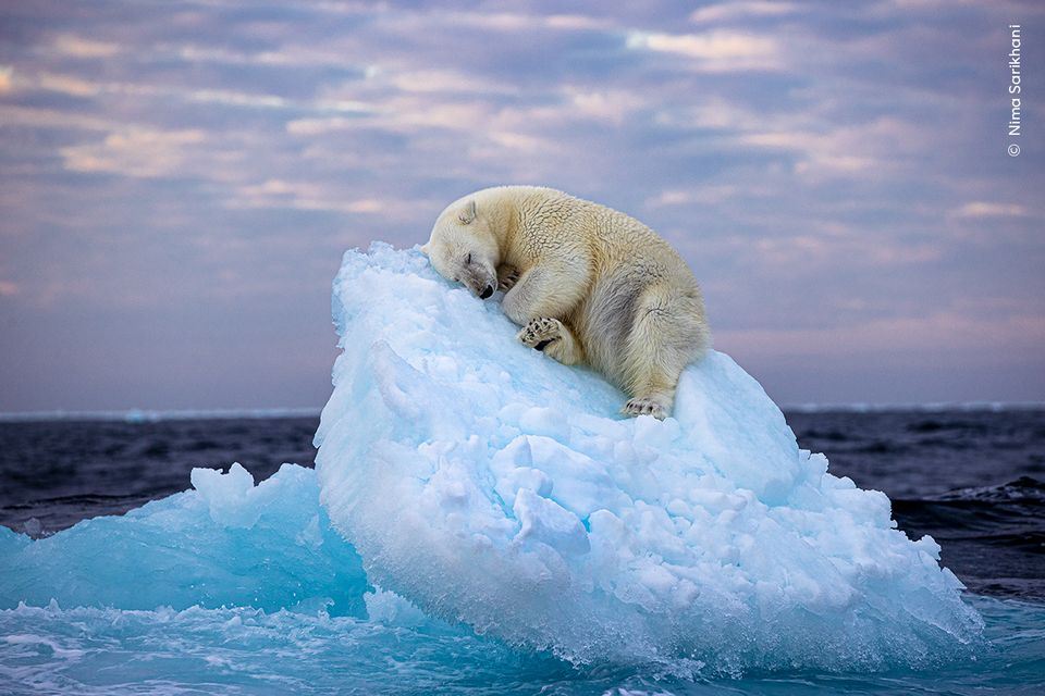 isbjørn sover på isflage
