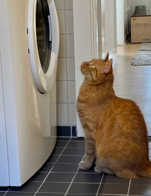 En kat kigger på en vaskemaskine