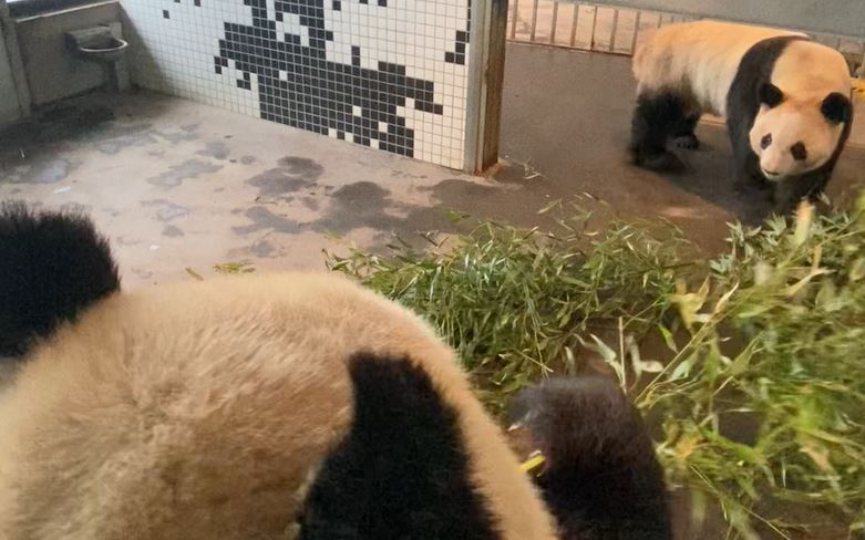pandaer i zoo