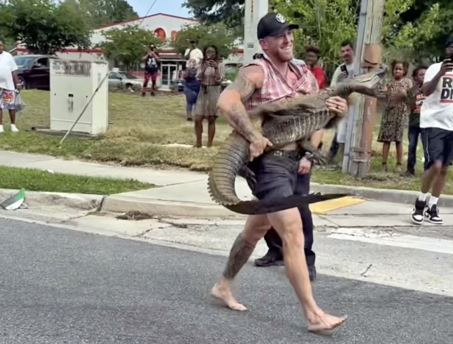 mand går med alligator 