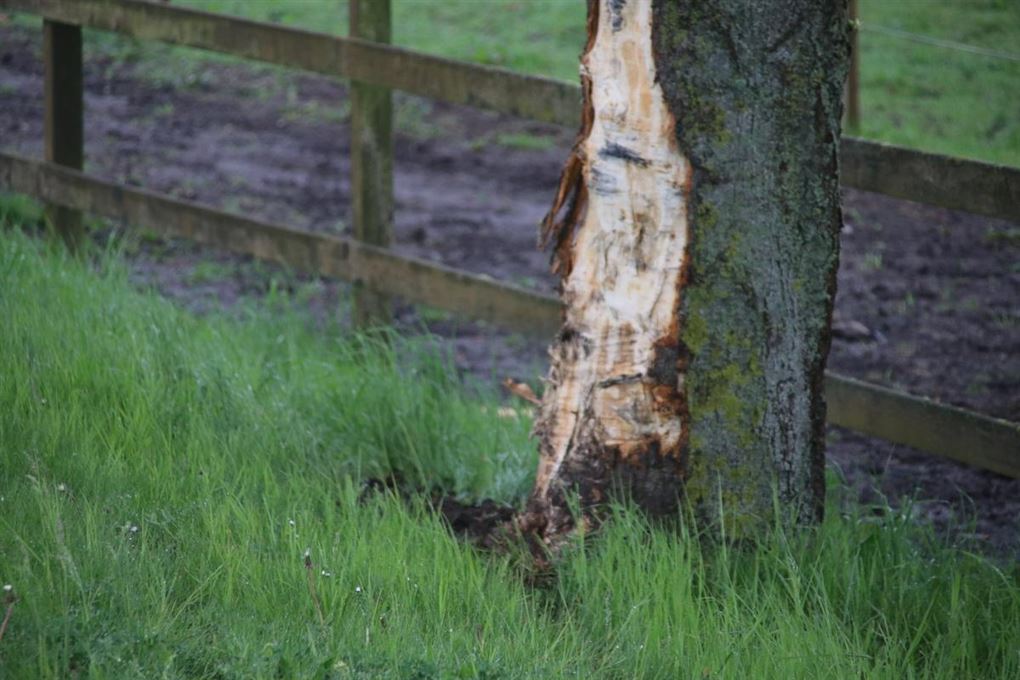 et ødelagt træ