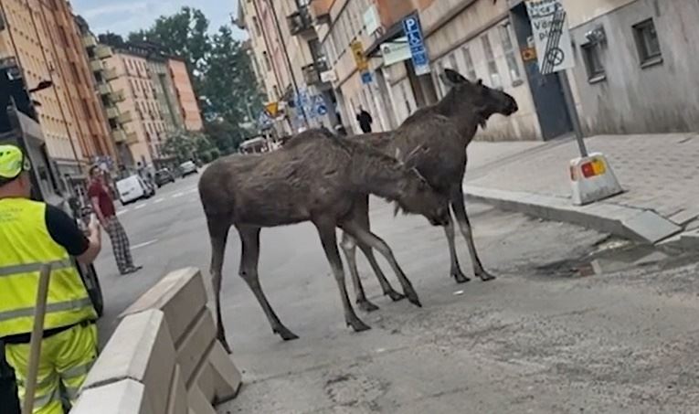 elge på gade