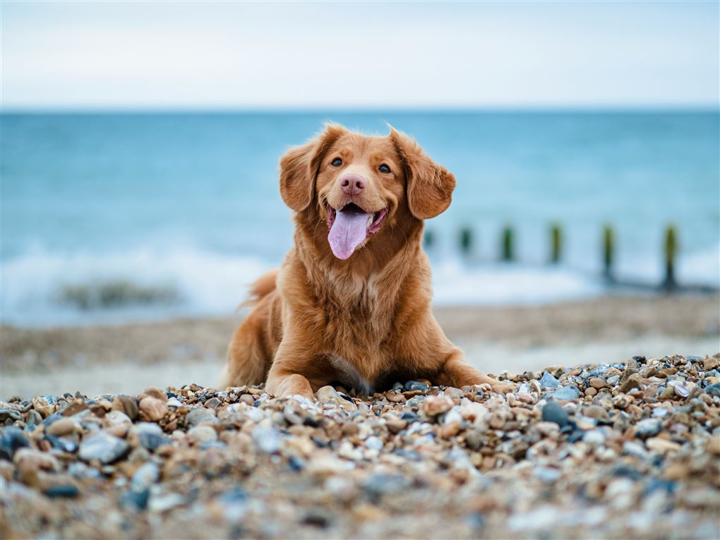 en glad hund på stranden