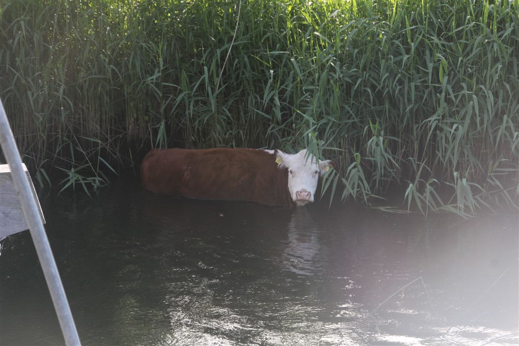 Koen står ved kanten af åen.