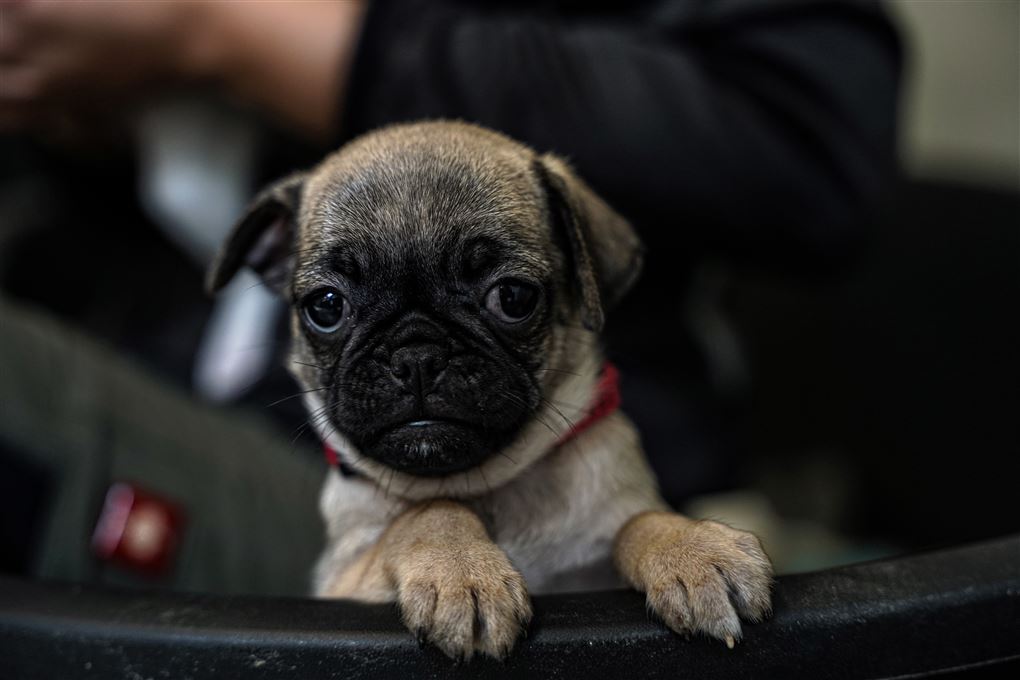 en hund kigger på fotografen