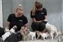 hunde og hundepassere