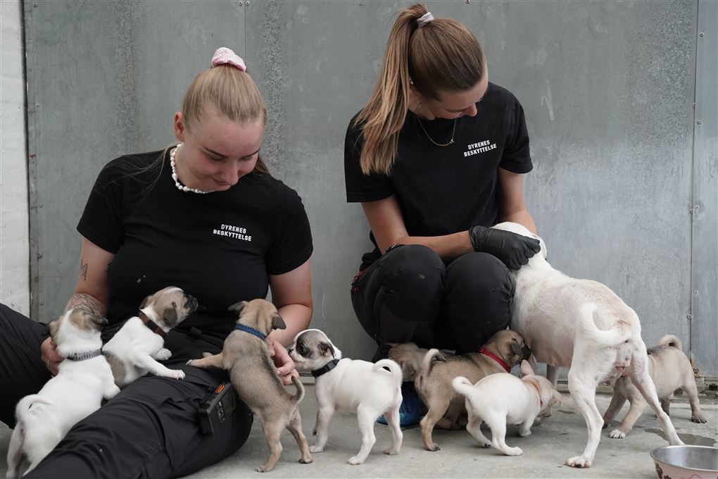 hunde og hundepassere