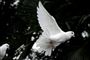 To flyvende hvide duer