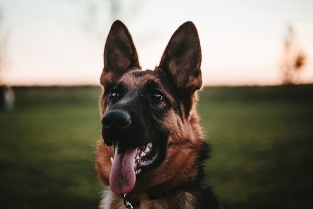 schæferhund