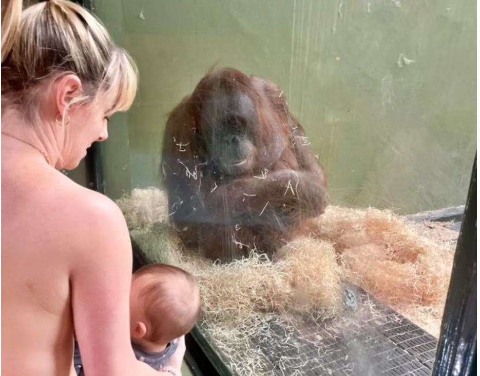 kvinde ammer foran orangutang