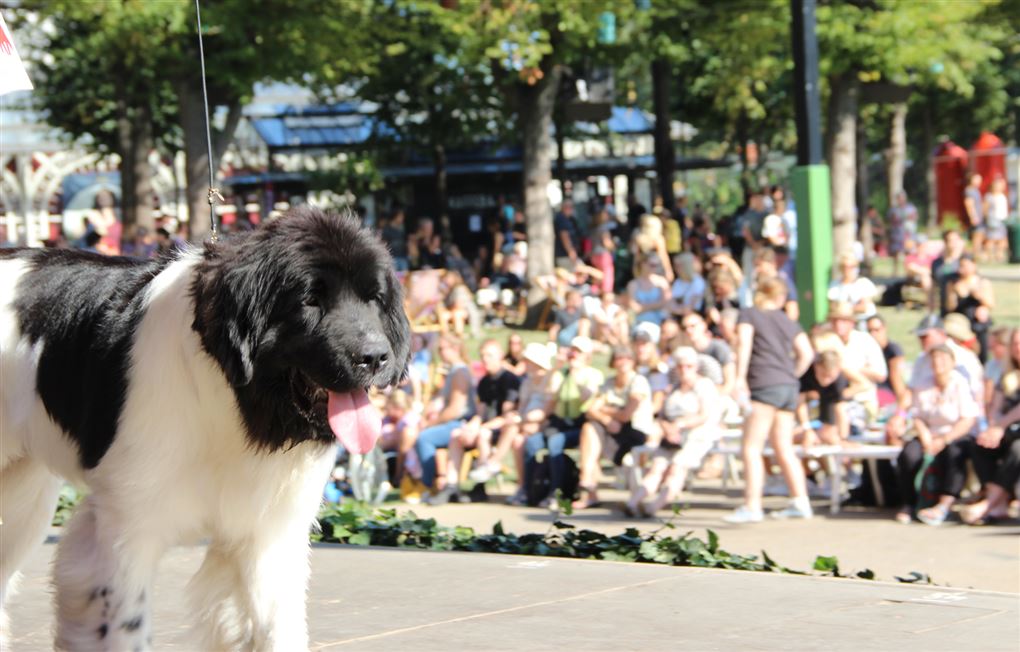 en hund i Tivoli